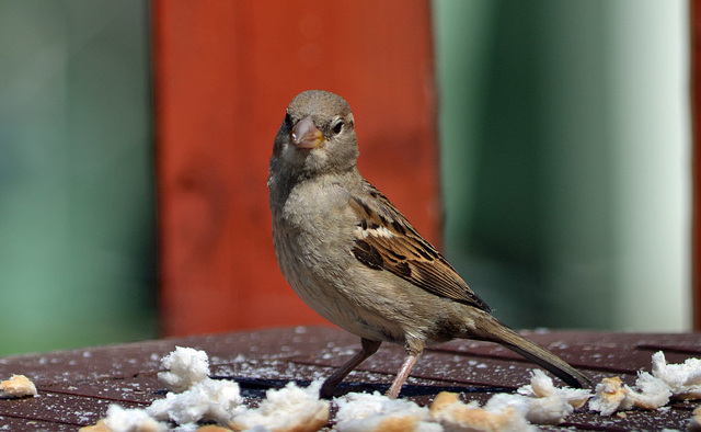 Bird Feeding at Angecroft