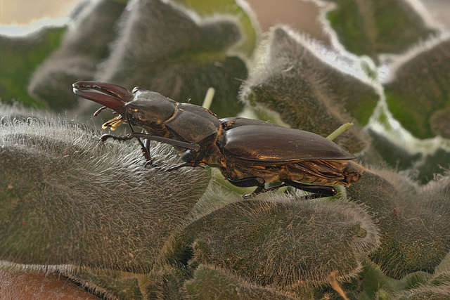 Stag beetle stack IMG_0231