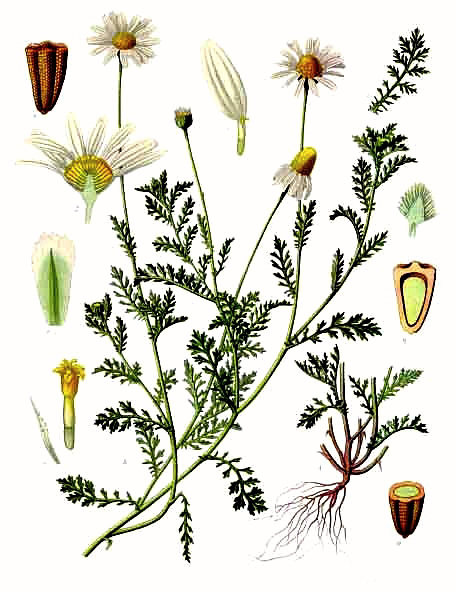 Anthemis arvensis - Köhler–s Medizinal-Pflanzen-159