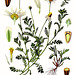 Anthemis arvensis - Köhler–s Medizinal-Pflanzen-159
