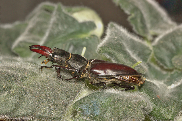 Stag beetle IMG_0211