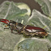 Stag beetle IMG_0211