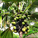 MAHE' : una bella palma di 'Coco de mer'