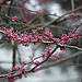 Redbuds ~ Arrival of the Spring