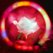 Rose seen through a soap bubble