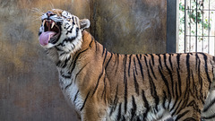 BESANCON: La Citadelle: Un tigre de sybérie  ou tigre de l'Amour (Panthera tigris altaica).