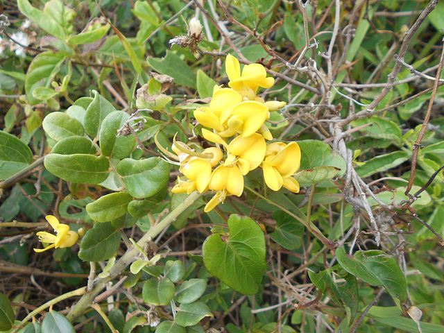DSCN1678 - feijão-da-praia Sophora tomentosa, Fabaceae Faboideae