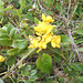 DSCN1678 - feijão-da-praia Sophora tomentosa, Fabaceae Faboideae