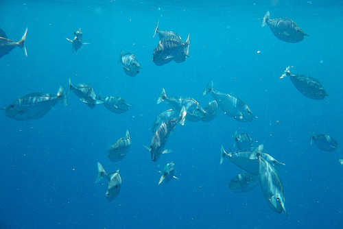 School of horned fish