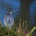 Great blue heron by pond