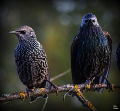 The couple.. and  End of filming of common starling