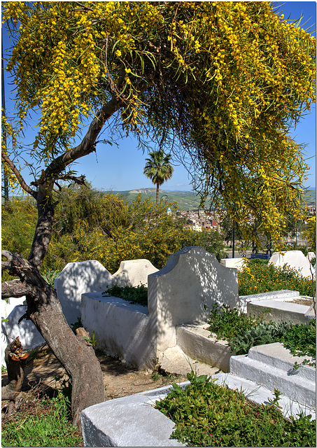 Cemetery Acacia, Fez