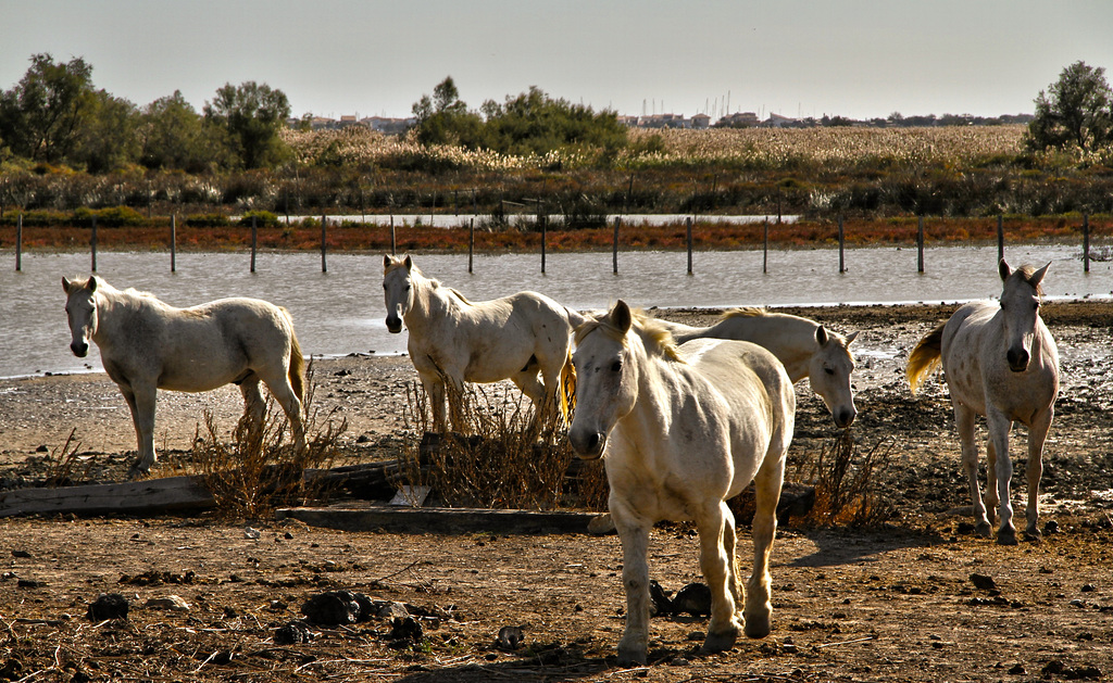 Gang des cavallos (Centre  de la Camargue)