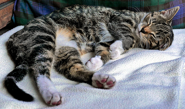 ...Tagespensum erfüllt...hundemüde + mausetot...gute Nacht... ...Tagespensum erfüllt...hundemüde + mausetot...gute Nacht...