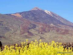 P5130259 - Teide en Tenerife Islas Canarias