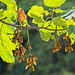 Sycamore Tree Leaves and Seed Heads