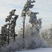 im Winter zwischen Felsenegg und Üetliberg (© Buelipix)