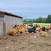 Cows near Hoar Cross Farm
