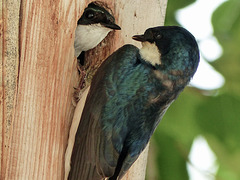 Tree Swallows - time to change places