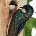 Tree Swallows - time to change places