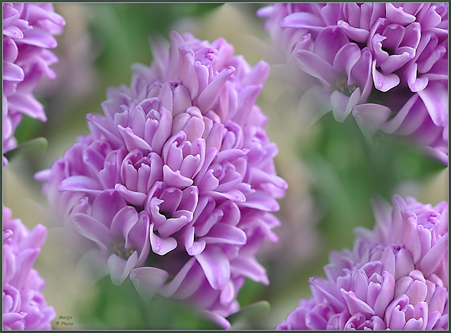 ~ Purple dreams ~ Hyacinth