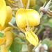 DSCN1679a - feijão-da-praia Sophora tomentosa, Fabaceae Faboideae