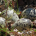 Killdeer 'nest' and eggs - a telemacro shot