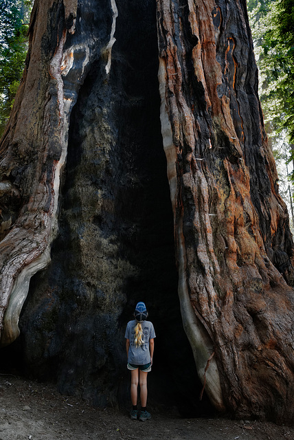 Sequoia Nat Park, Little girl