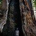Sequoia Nat Park, Little girl
