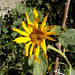 gdn - late sunflower