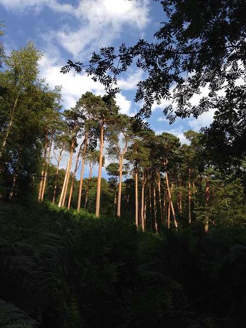 Forêt de Rambouillet.