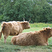 Cattle at Chantry Farm
