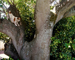 Tree Russell Terrier
