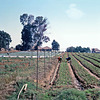 Agriculture in Kibutz Ga'ash in 1972