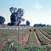 Agriculture in Kibutz Ga'ash in 1972
