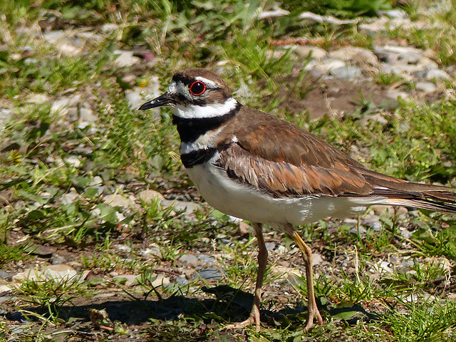 Killdeer / Charadrius vociferus