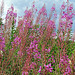 The Willowherb grows tall