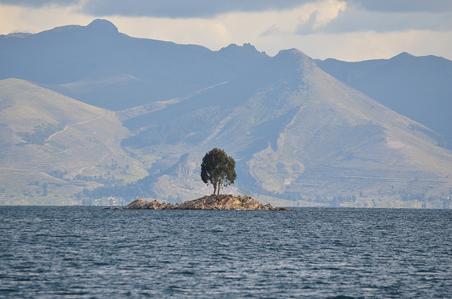 Bolivia, Titicaca Lake, A Lone Tree on the Islet