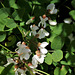 Robinia pseudoacacia (3)