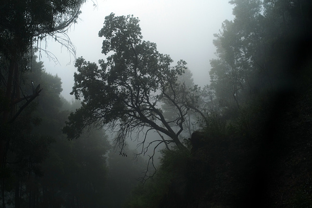 Mata da Albergaria, Rain and mist through the windshield