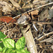 Common whitetail (M)