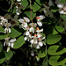 Robinia pseudoacacia (4)