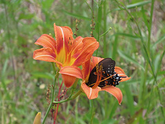 Pipevine swallowtail on daylily flower