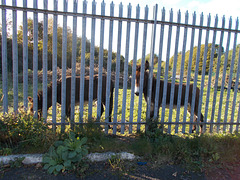oad - two and a fence