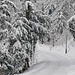 im Winter zwischen Felsenegg und Üetliberg (© Buelipix)