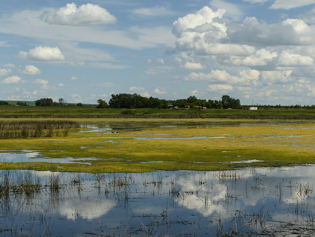 Slough near Eagle Lake