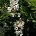 Robinia pseudoacacia (5)