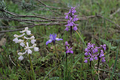Orchis morio, erva-do-salepo, fatua, testículo-de-cão