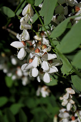 Robinia pseudoacacia- Robinier faux acacia