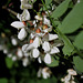 Robinia pseudoacacia- Robinier faux acacia
